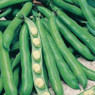 BROAD BEAN Bunyards Exhibition