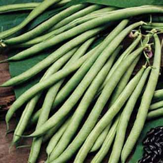 CLIMBING FRENCH BEAN Cobra