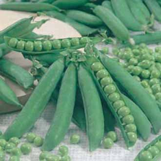 PEA Kelvedon Wonder