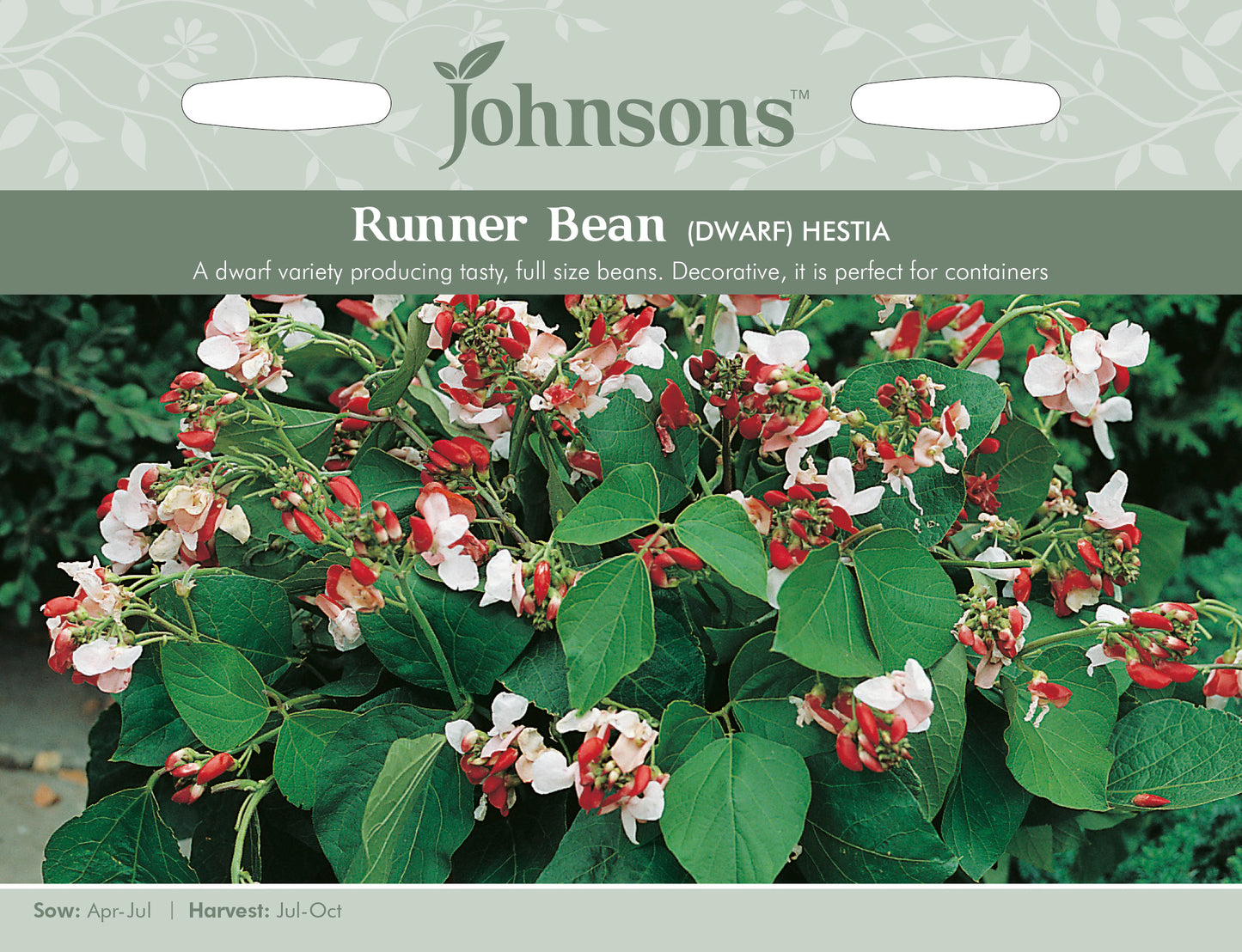 RUNNER BEAN (Dwarf) Hestia