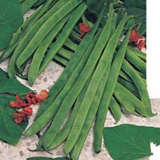 RUNNER BEAN Armstrong (Stringless)