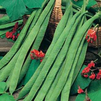 RUNNER BEAN Polestar (Stringless)