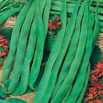 RUNNER BEAN Scarlet Emperor