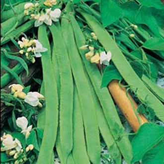 RUNNER BEAN White Lady