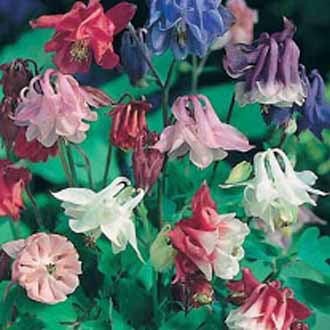 AQUILEGIA Biedermeier Mixed