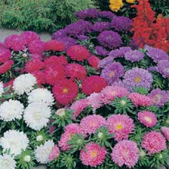 ASTER Colour Carpet Mixed