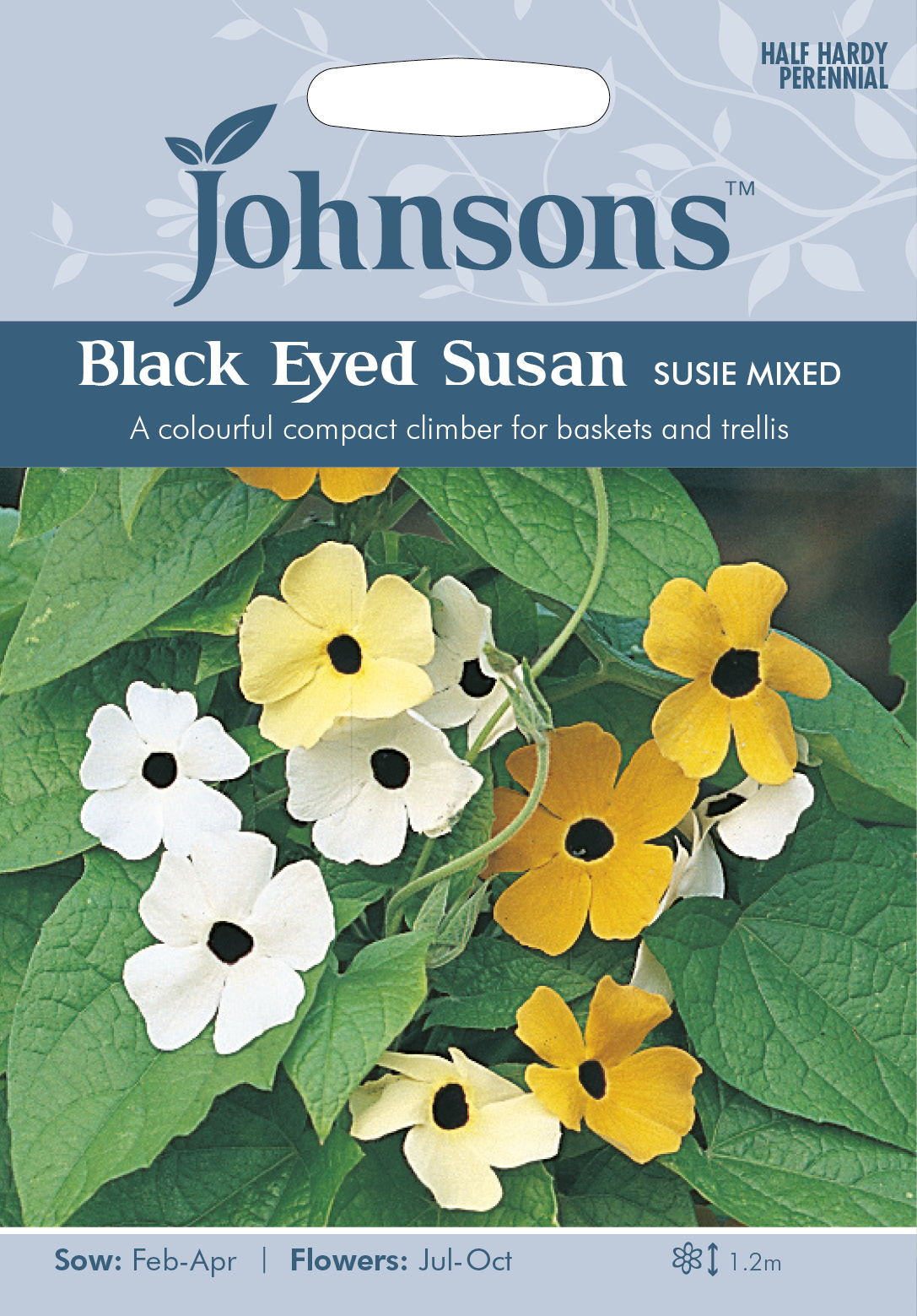 BLACK EYED SUSAN Susie Mixed