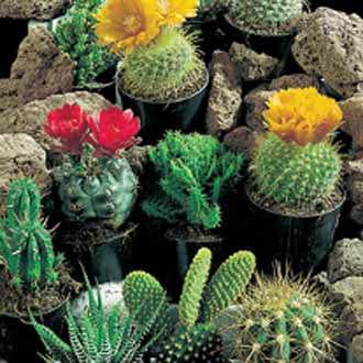 CACTUS Superfine Mixed