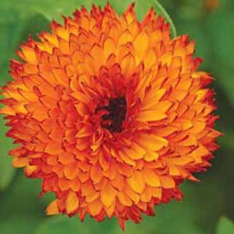 CALENDULA Neon