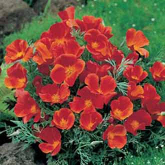 CALIFORNIA POPPY Red Chief