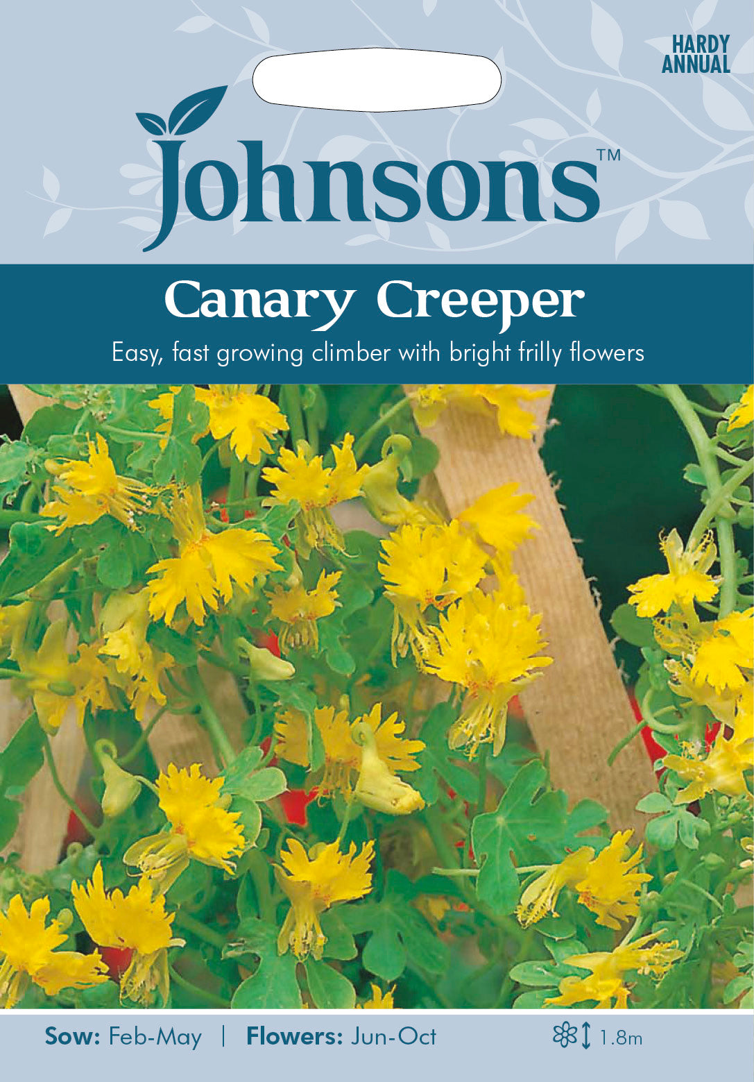 CANARY CREEPER