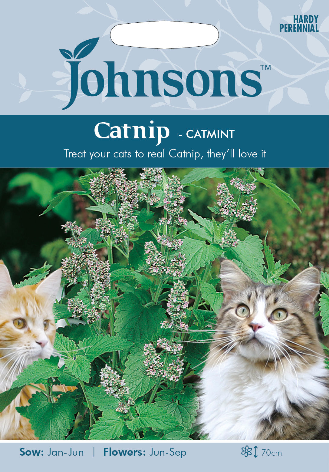 CATNIP Catmint