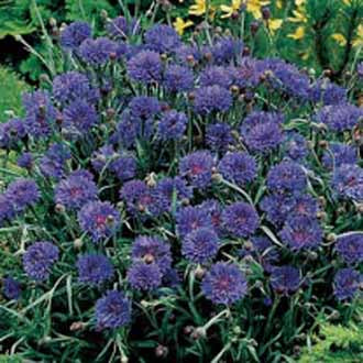 CORNFLOWER Midget Blue