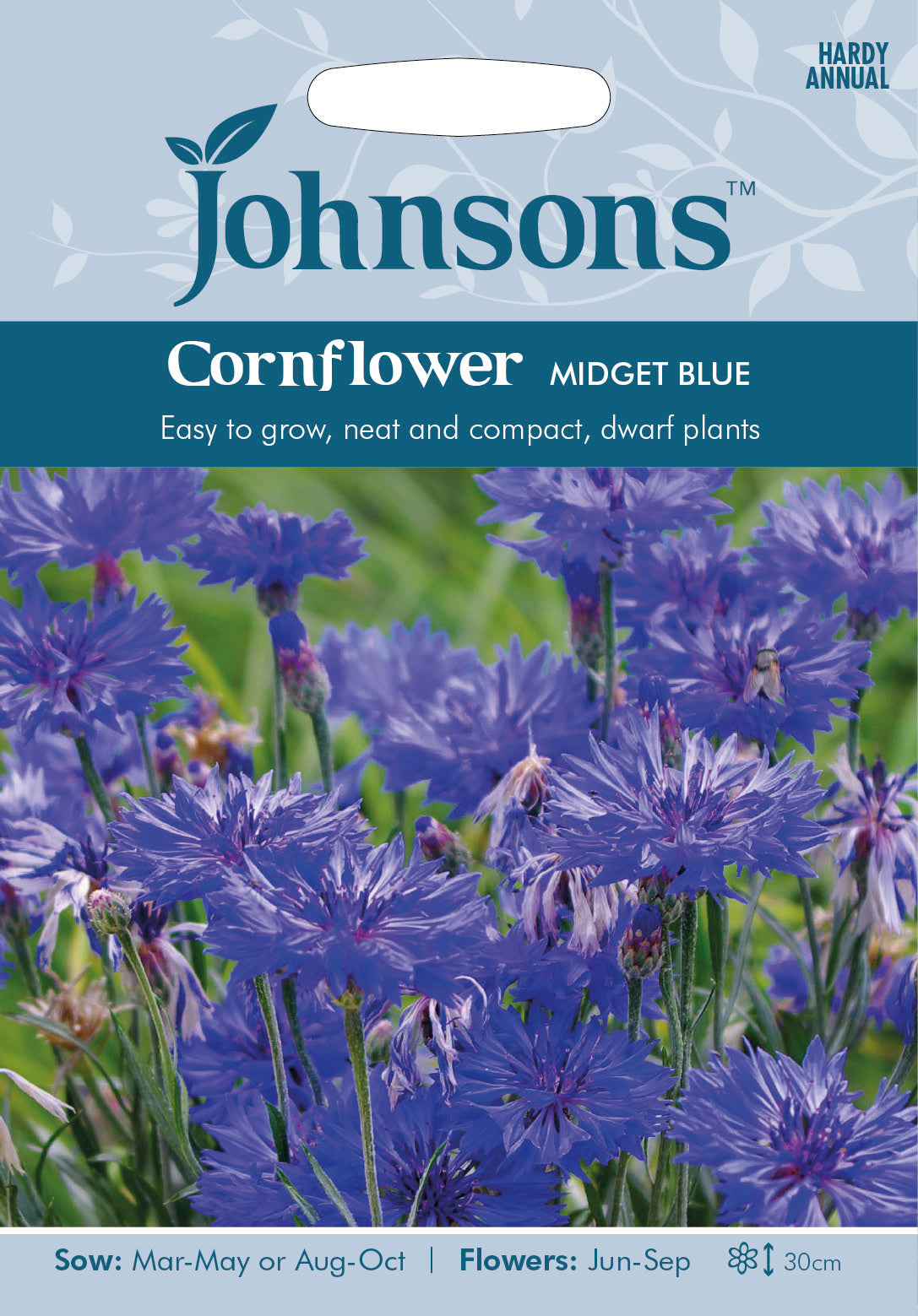 CORNFLOWER Midget Blue