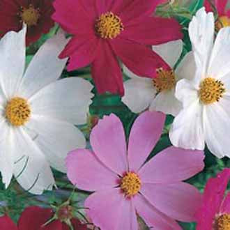 COSMOS Sensation Mixed