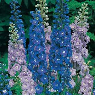 DELPHINIUM Avalon