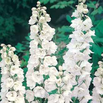 DELPHINIUM Galahad