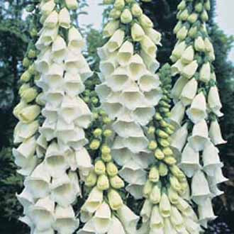 FOXGLOVE Alba