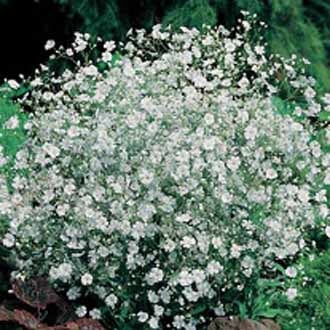 GYPSOPHILA Covent Garden