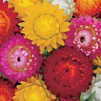 HELICHRYSUM Double Mixed