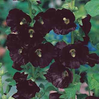 HOLLYHOCK Nigra