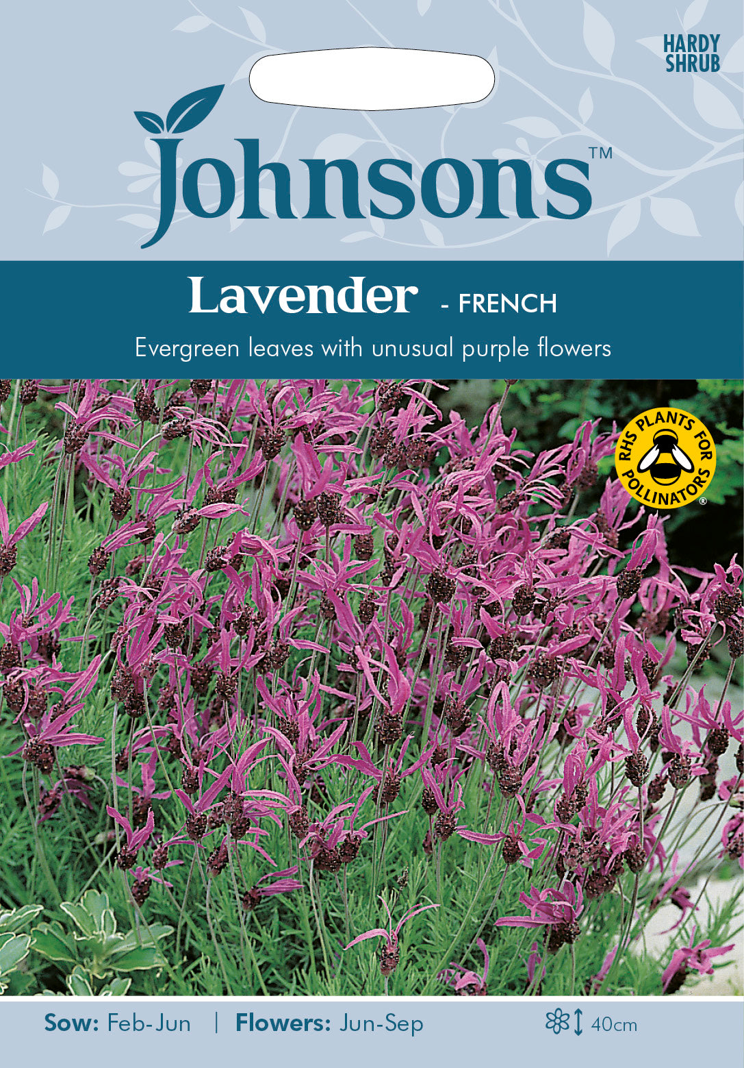 LAVENDER French