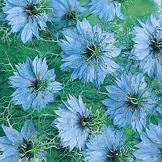 NIGELLA Miss Jekyll
