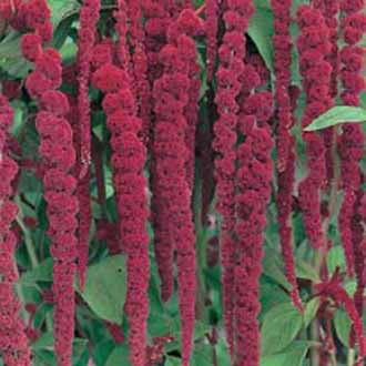 AMARANTHUS Love Lies Bleeding