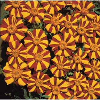 MARIGOLD (French) Jolly Jester