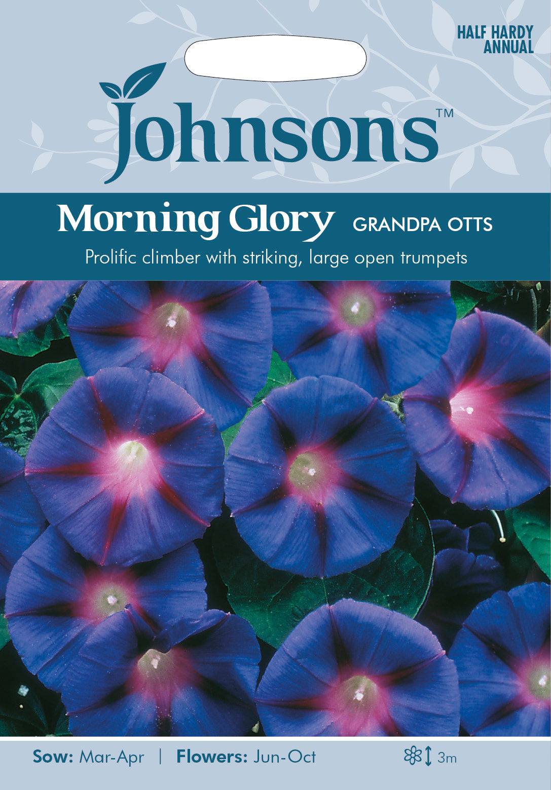 MORNING GLORY Grandpa Otts