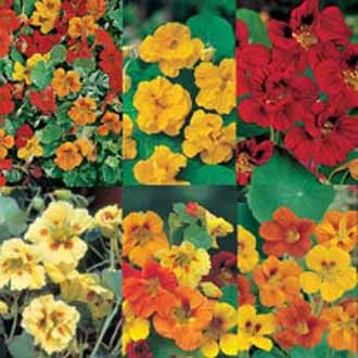 NASTURTIUM COLLECTION