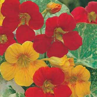 NASTURTIUM Alaska Mixed