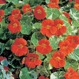 NASTURTIUM Alaska Tip Top Red