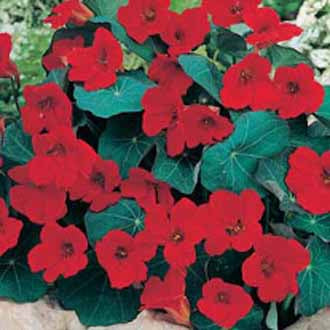 NASTURTIUM Empress of India