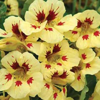 NASTURTIUM Prince Charming