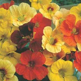 NASTURTIUM Tip Top Mixed