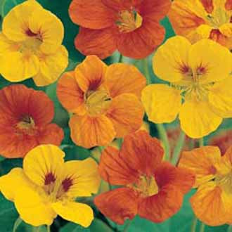 NASTURTIUM Tom Thumb Mixed