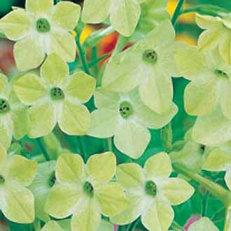 NICOTIANA Lime Green
