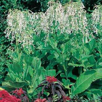 NICOTIANA sylvestris