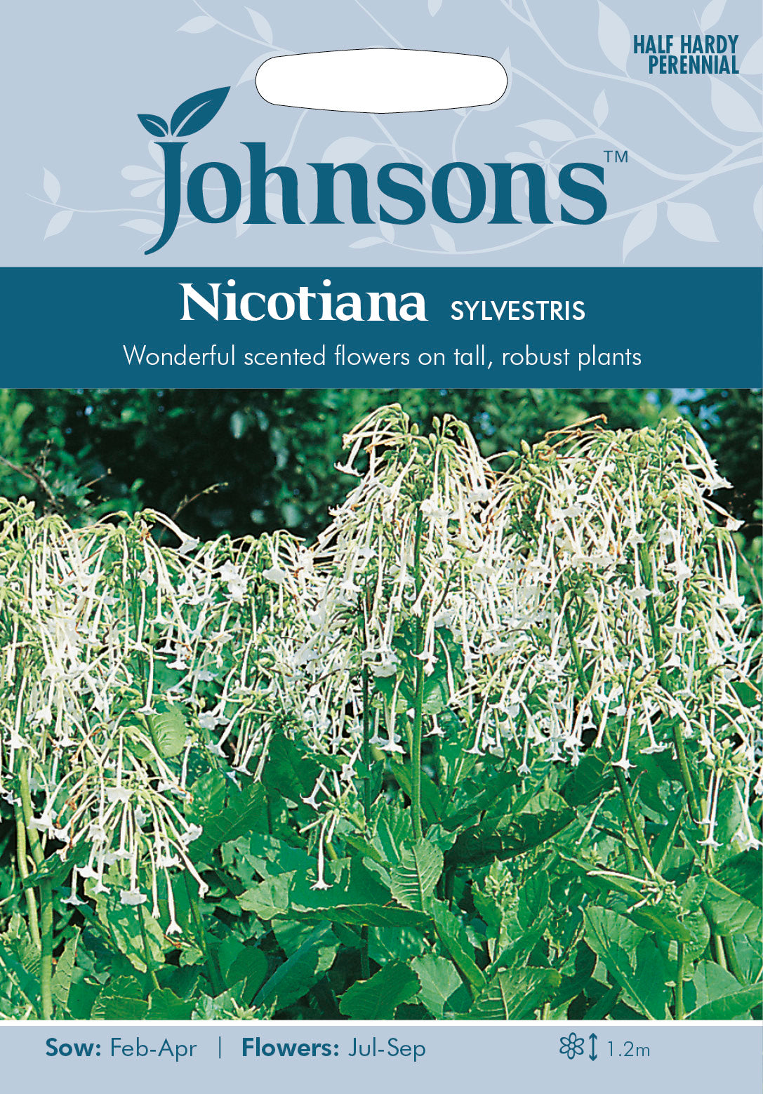 NICOTIANA sylvestris