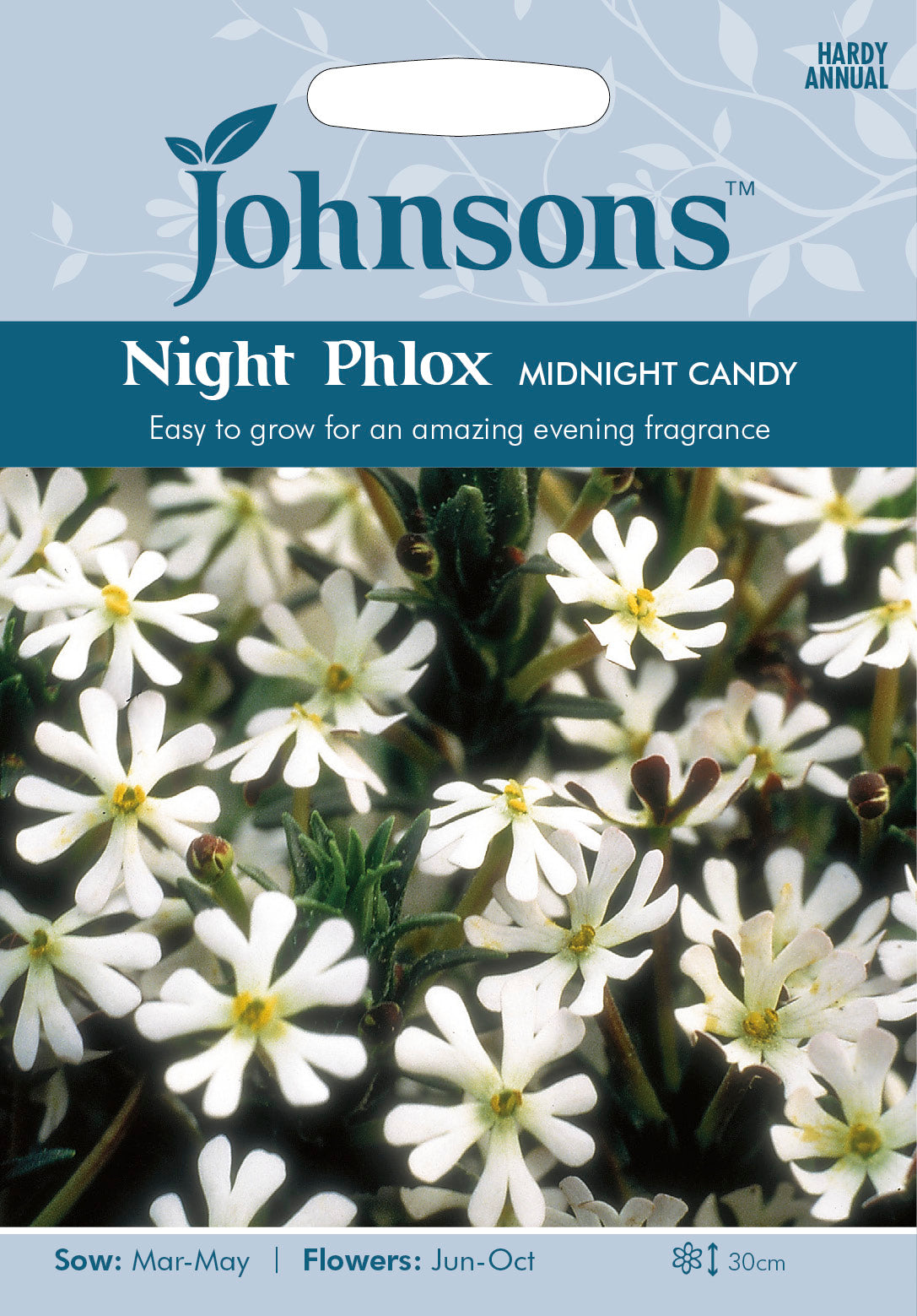 NIGHT PHLOX Midnight Candy