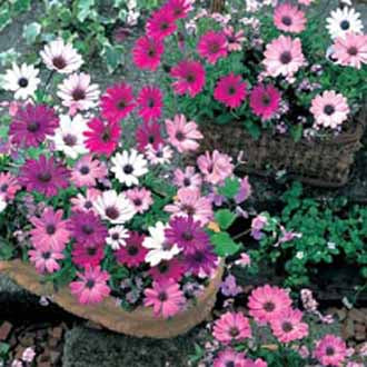 OSTEOSPERMUM Daisy Mae