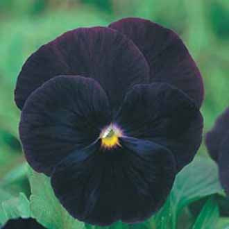 PANSY Black Star