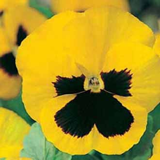 PANSY Swiss Giants Rhinegold