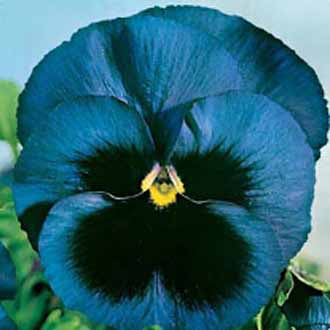 PANSY Swiss Giants Ullswater Blue