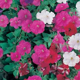 PETUNIA Bedding Mixed