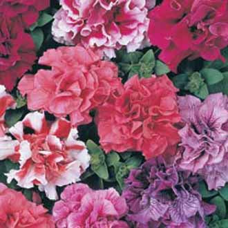 PETUNIA Duo Mixed F1