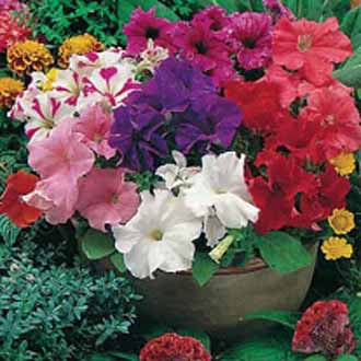 PETUNIA Special Grandiflora Mixed F1