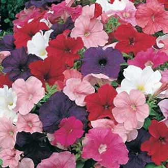 PETUNIA Special Multiflora Mixed F1