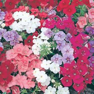 PHLOX Beauty Mixed